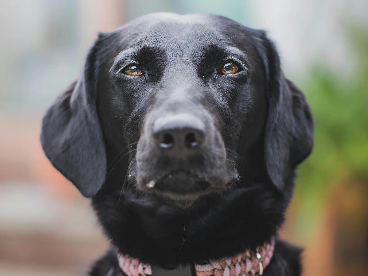 Suņu kremācija - melnais labradors