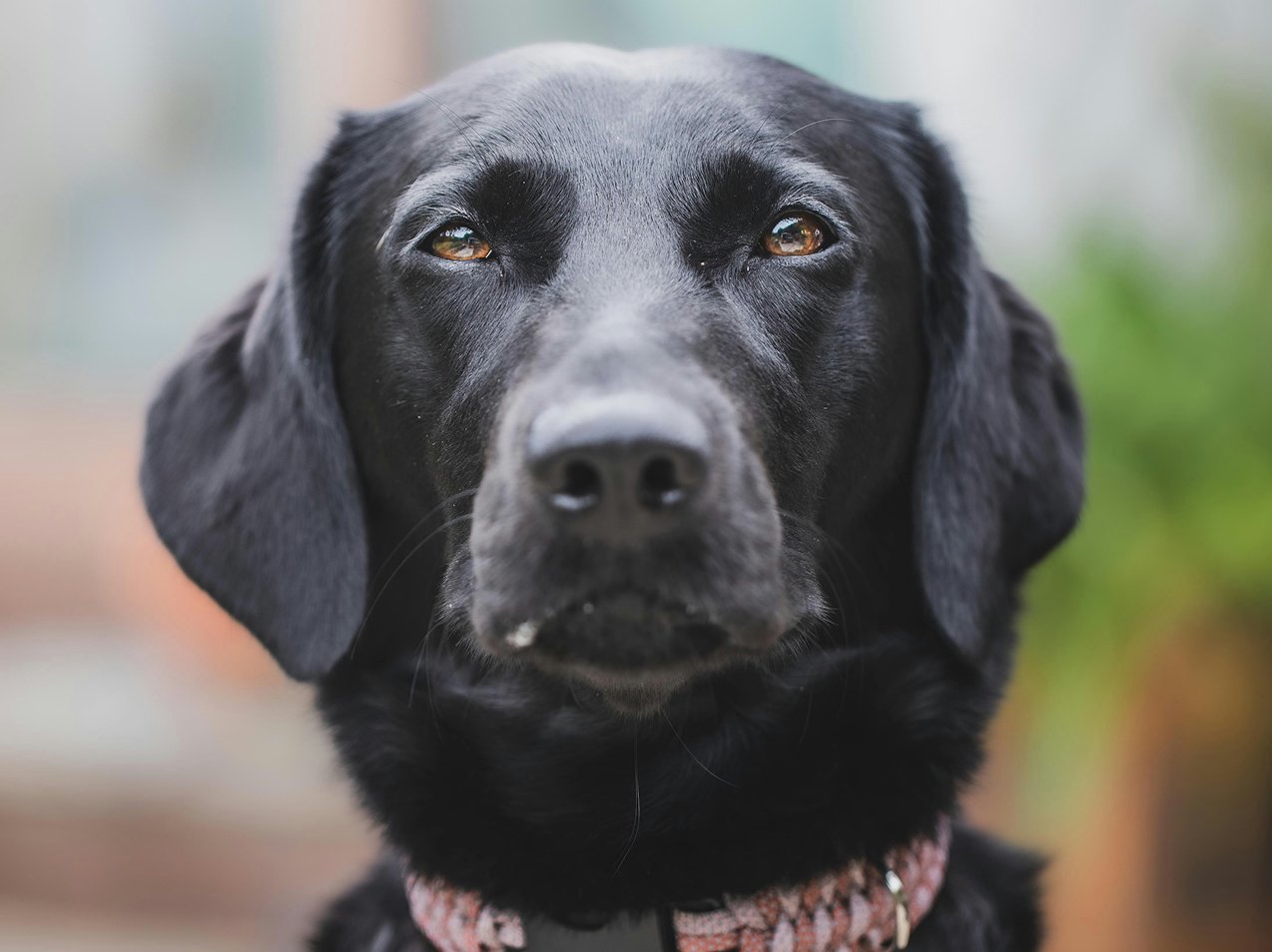 Уважительная кремация собак - черный лабрадор