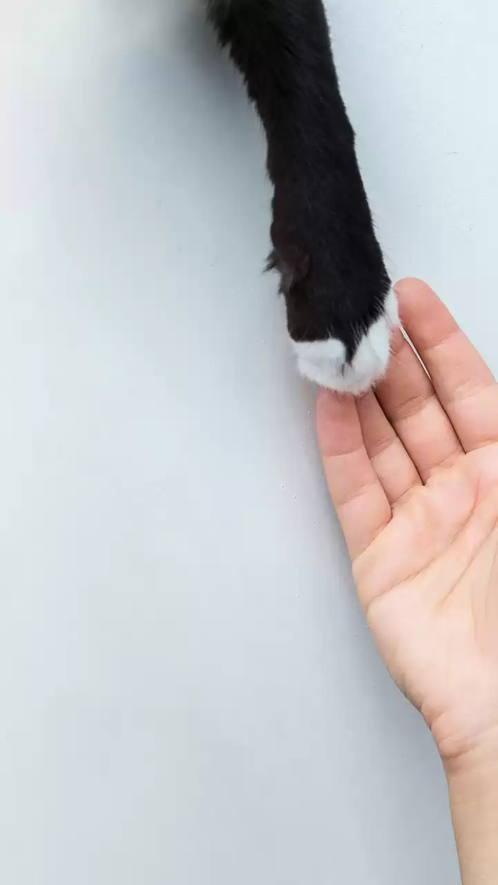 Īpašnieks atvadās no sava kaķa cienīgā dzīvnieku kremācijas ceremonijā